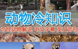 外面卖1699的国外纪录片解说(动物解说、美食、动画片)稳过中视频-甬战资源库